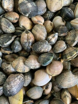 Food Recall COQUILLAGES FILTREURS DE L'ETANG DE THAU Oyster/mussels/clams - recalled due to Norovirus Rappel Con... photo #2