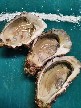 Food Recall COQUILLAGES FILTREURS DE L'ETANG DE THAU Oyster/mussels/clams - recalled due to Norovirus Rappel Con... photo #3