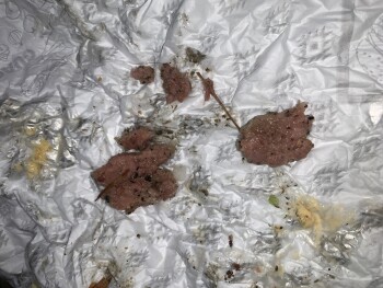 مراجعة المستهلك - سلامة الغذاء Del Taco, 14th Avenue Southeast, Albany, OR, USA Ordered a double del burger this afternoon at about... صورة فوتوغرافية #2