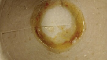 Consumer Review - Food Safety Subway, Westfield stratford city, London, UK My son 5 years old he's got special need he had tuna sa... photo #1