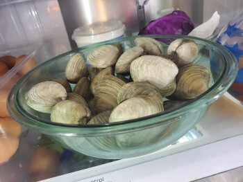 Reseña del consumidor - Seguridad alimentaria ShopRite of Bricktown, New Jersey 70, Brick, NJ, USA Bought 50 count Middleneck clams Feb 6.. did no... foto #2