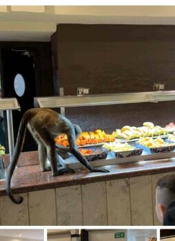 Consumer Review - Food Safety Sandos Caracol Eco Resort, Cancun - Chetumal, Playa del Carmen, Quintana Roo, Mexico Started Februar... photo #1