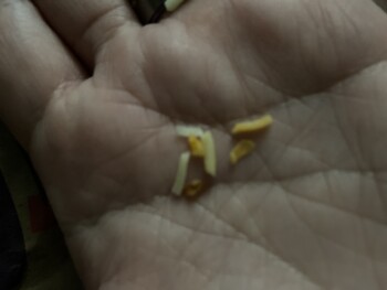 Consumer Review - Food Safety Taco Bell, Portion of, Market Place Drive, Maryville, TN, USA I ordered for my family last night . D... photo #2