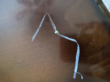 Consumer Food Safety Report Jewel-Osco Deli, 40th Street, Stickney, IL, USA Found plastic In my prepared sandwich. photo #2