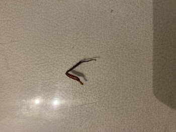 Consumer Food Safety Report Yummy yummy restaurant, Żebbuġ, Malta Cockroach leg found in my child’s food! Disgusting! I have a p... photo #2