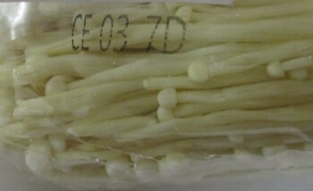 Food Recall Golden Mushroom Enoki Mushroom - recalled due to Listeria monocytogenes The Golden Mushroom Enoki Mu... photo #4