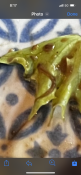 Consumer Review - Food Safety Olives and Oil New Haven, Temple Street, New Haven, CT, USA My husband and I ordered apps, entrees a... photo #3
