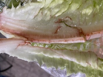 Verbraucherbewertung – Lebensmittelsicherheit Lidl, Dorchester Road, North Charleston, SC, USA Today I ate food from Lidl and got extremely sick t... Foto #6