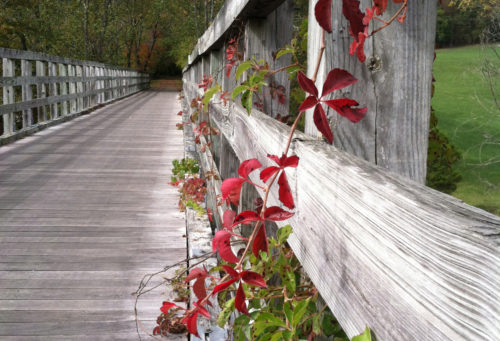 Vine-on-trestle-right-side-up