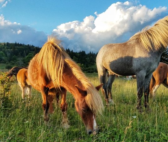 Grayson Highlands Ponies 944W