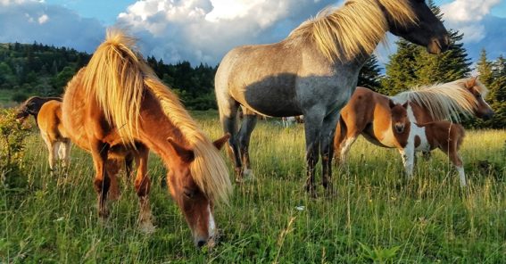 Grayson Highlands Ponies 944W