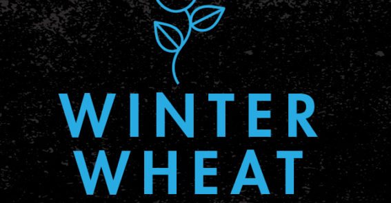 Winter Wheat