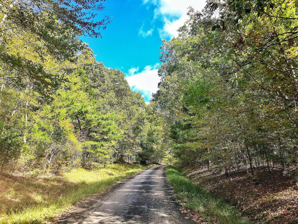 A winding dirt road cuts through a lush, green forest with tall trees on both sides in Williamson County, Tennessee.
