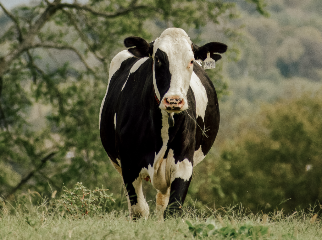 9 Unexpected Things To Do in Franklin A black and white dairy cow stands in a grassy field with trees in the background in Williamson County, Tennessee.