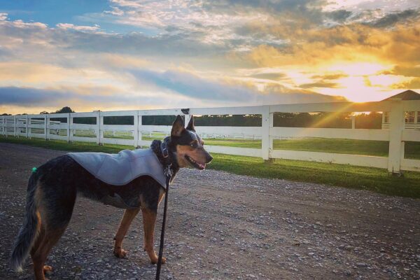 A dog wearing a gray vest stands on a gravel road at sunset, facing a white fence in Williamson County, Tennessee.