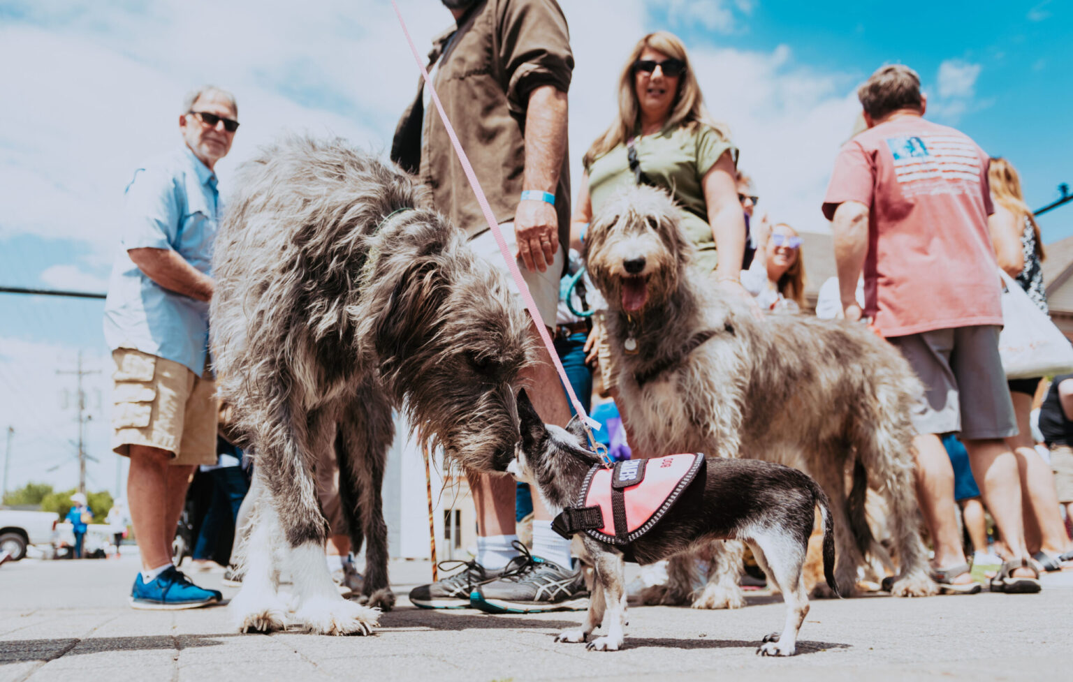 A group of people and dogs gather on a sunny day, with a small dog in a harness interacting with larger dogs in Williamson County, Tennessee.