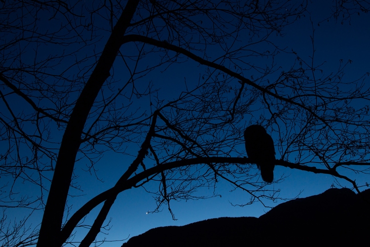 Family Firefly Hikes