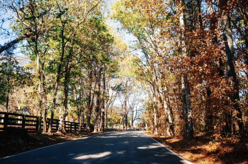 A winding road cuts through a vibrant autumn forest with colorful leaves and tall trees in Williamson County, Tennessee.