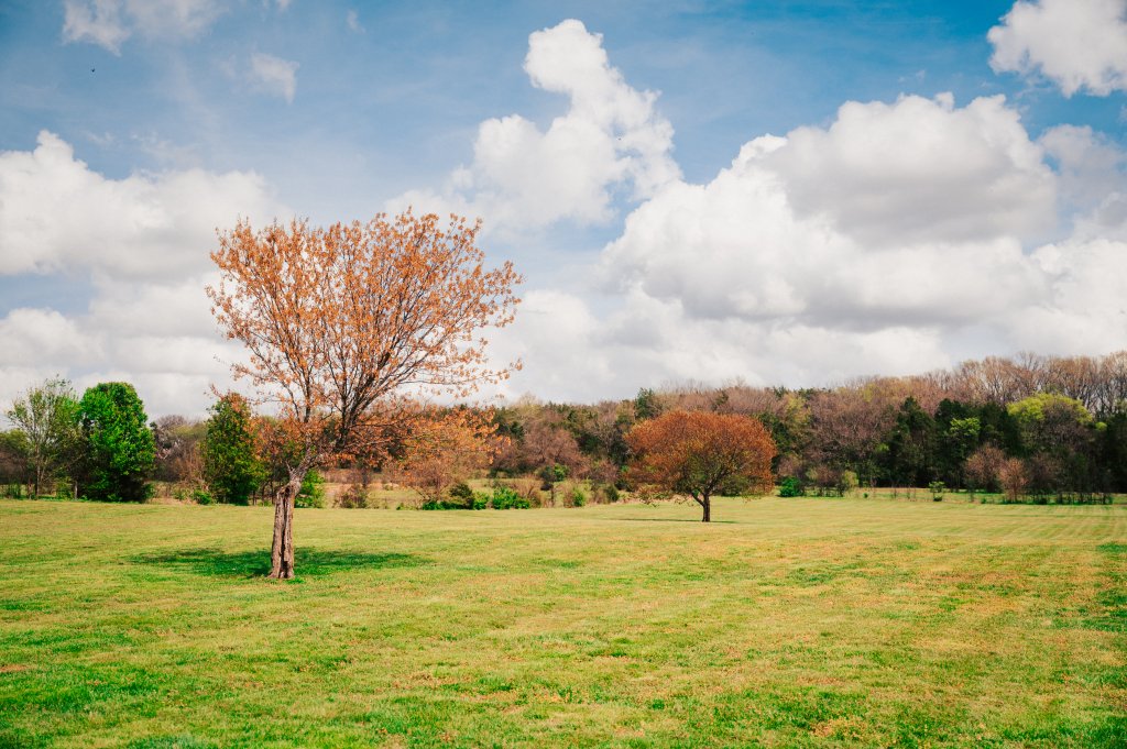 A serene autumn landscape featuring a grassy field with a few scattered trees, some displaying vibrant fall foliage, under a bright blue sky dotted with fluffy white clouds in Williamson County, Tennessee.