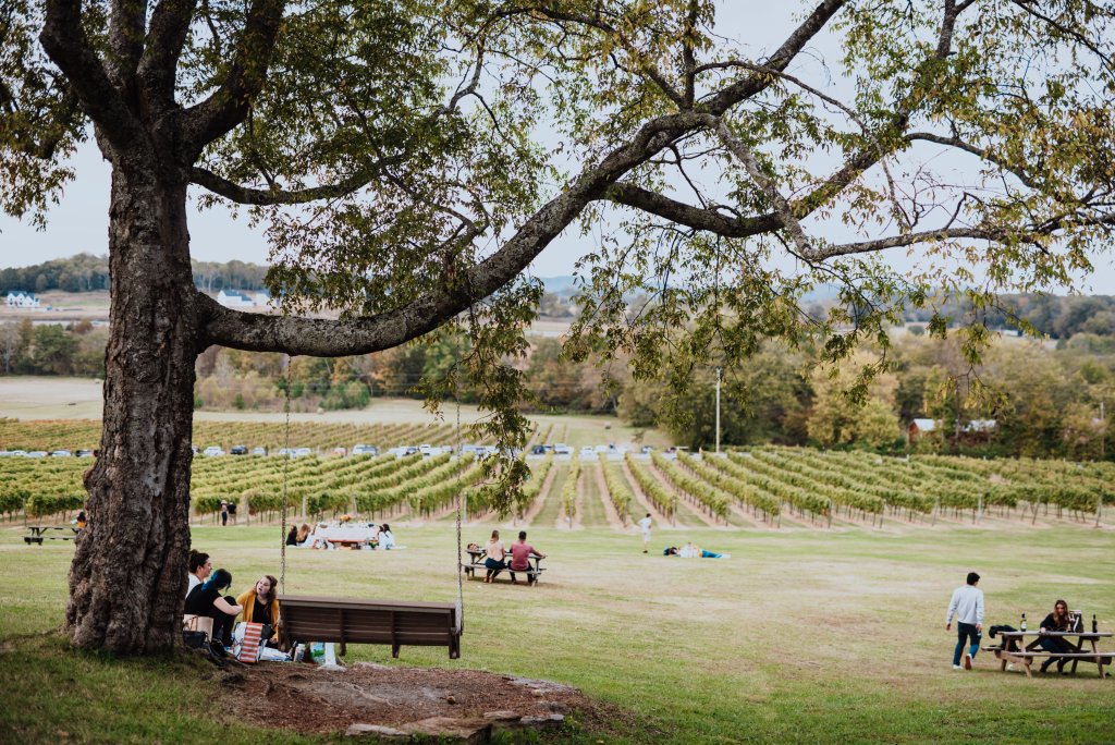 A large tree with a swing hanging from one of its branches provides shade for people relaxing in a vineyard setting in Williamson County, Tennessee.