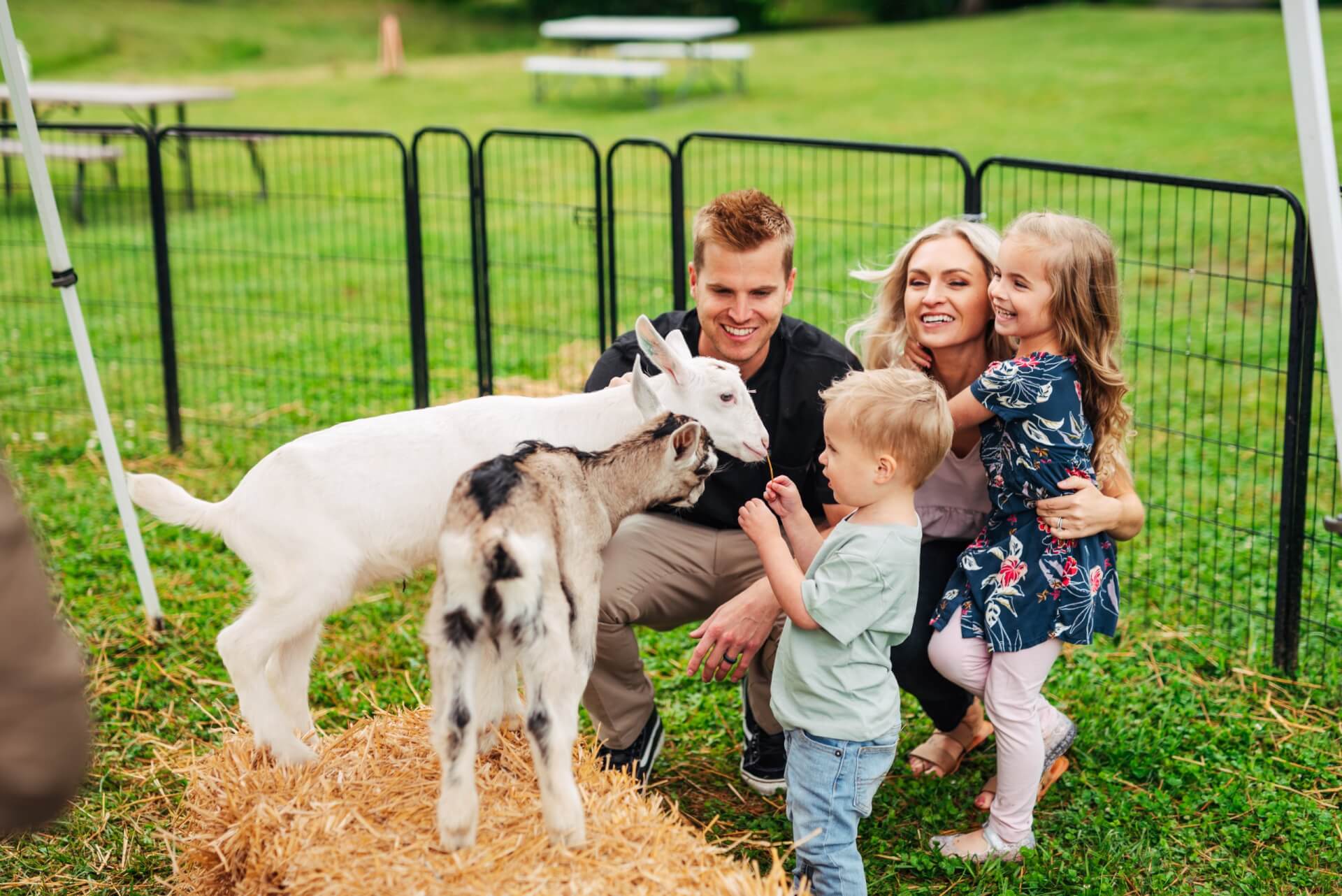 A family of four enjoys a day out at a petting zoo, feeding and interacting with two baby goats on a bed of hay in Williamson County, Tennessee.
