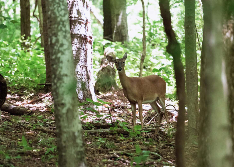 A deer stands alert in a lush, green forest with tall trees and dappled sunlight in Williamson County, Tennessee.