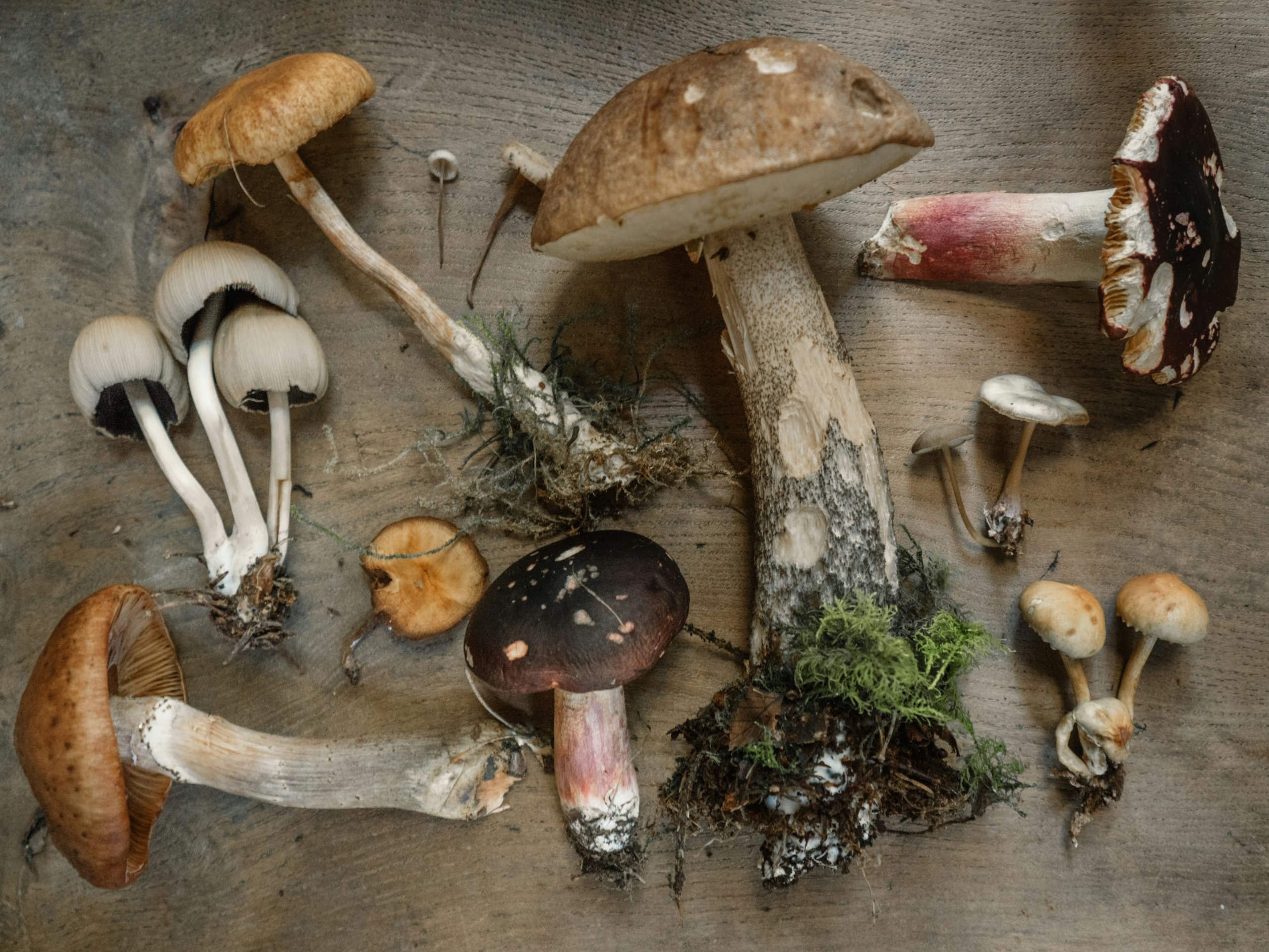 Edible and Medicinal Mushrooms of Tennessee
