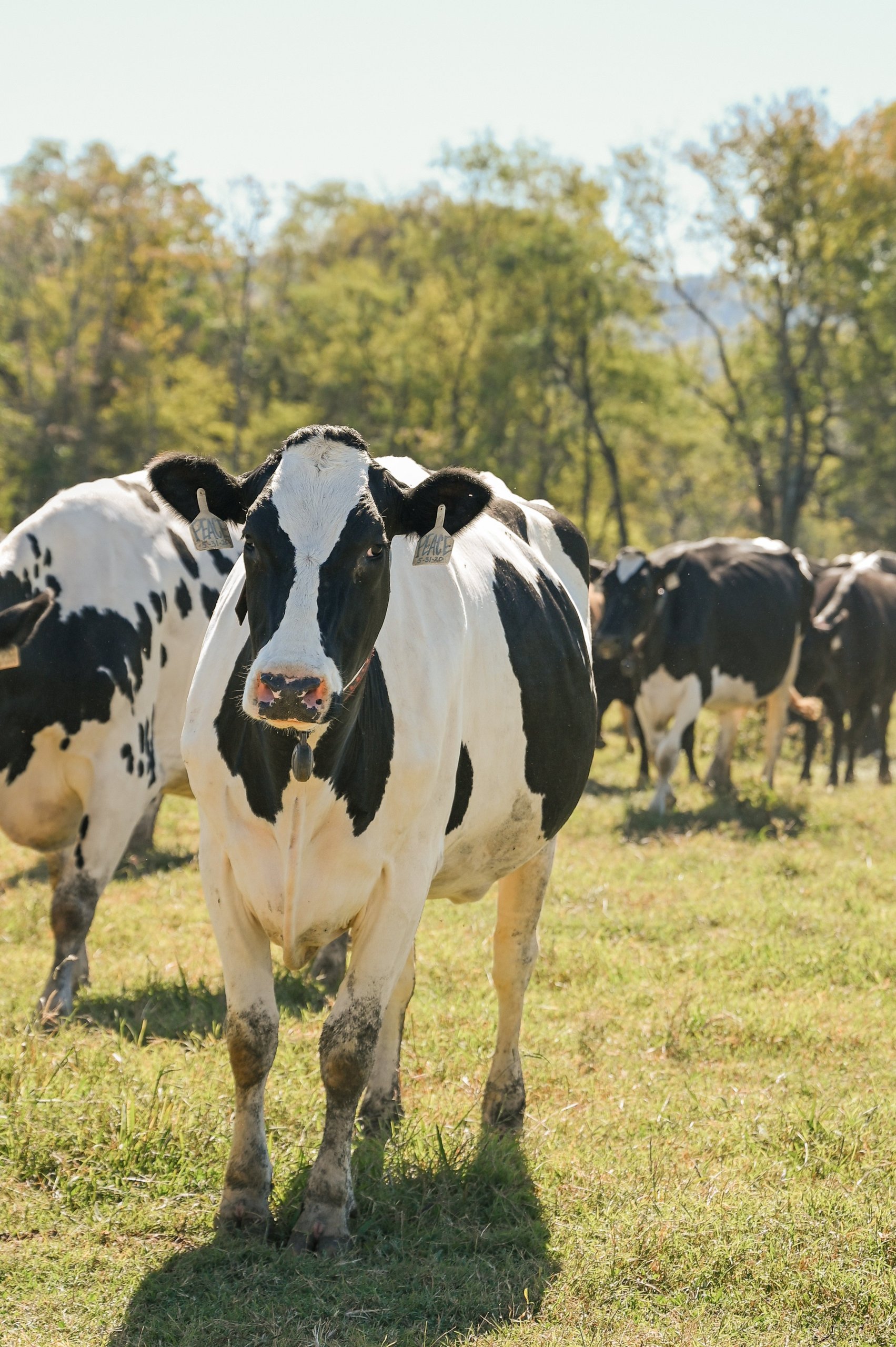 Arrington A black and white cow stands in a grassy field with other cows in the background in Williamson County, Tennessee.