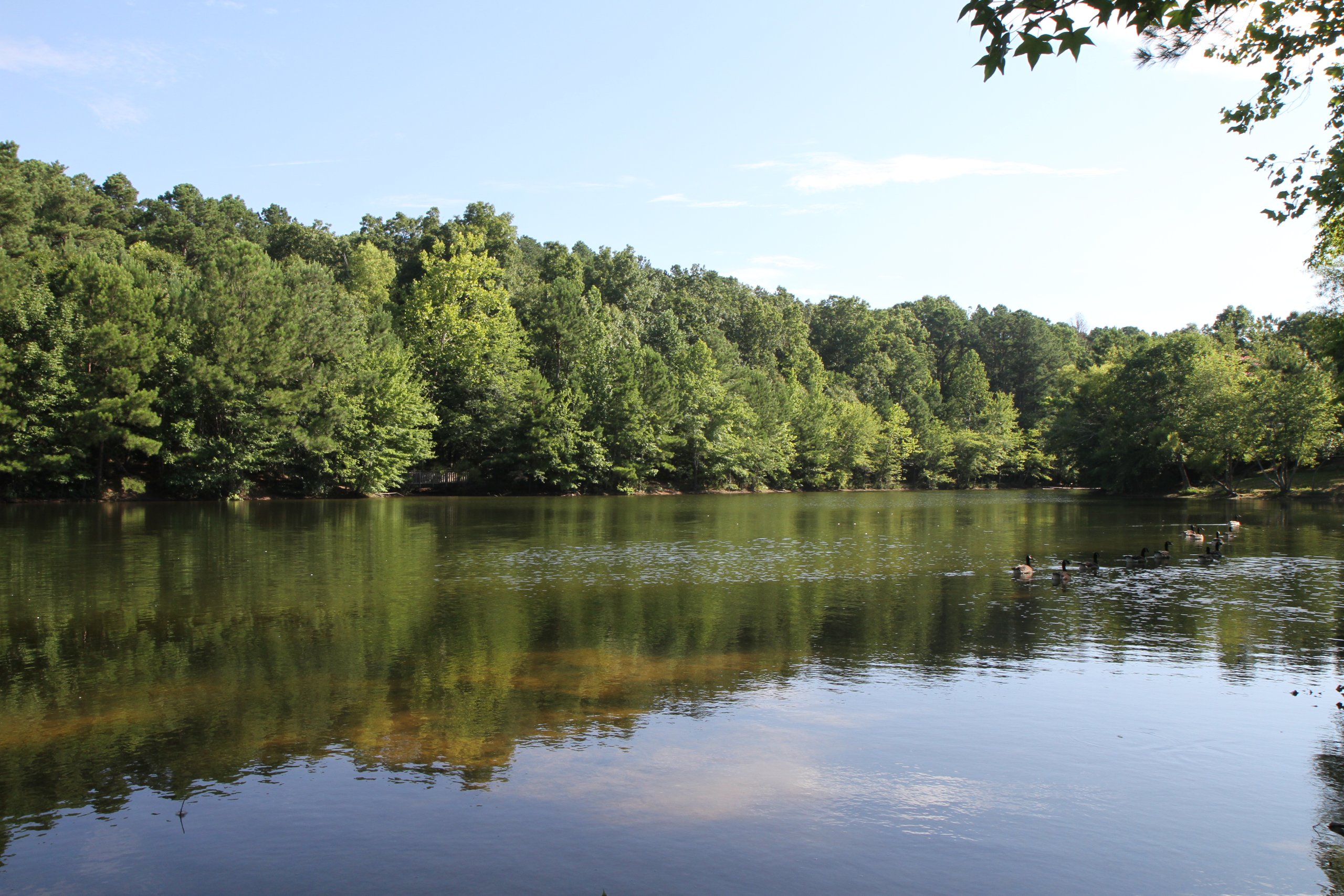 A serene lake surrounded by lush green trees on a clear day in Williamson County, Tennessee.