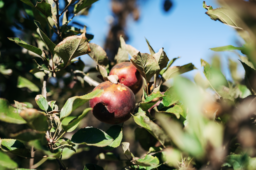 Two ripe apples hang from a tree branch surrounded by green leaves in Williamson County, Tennessee.