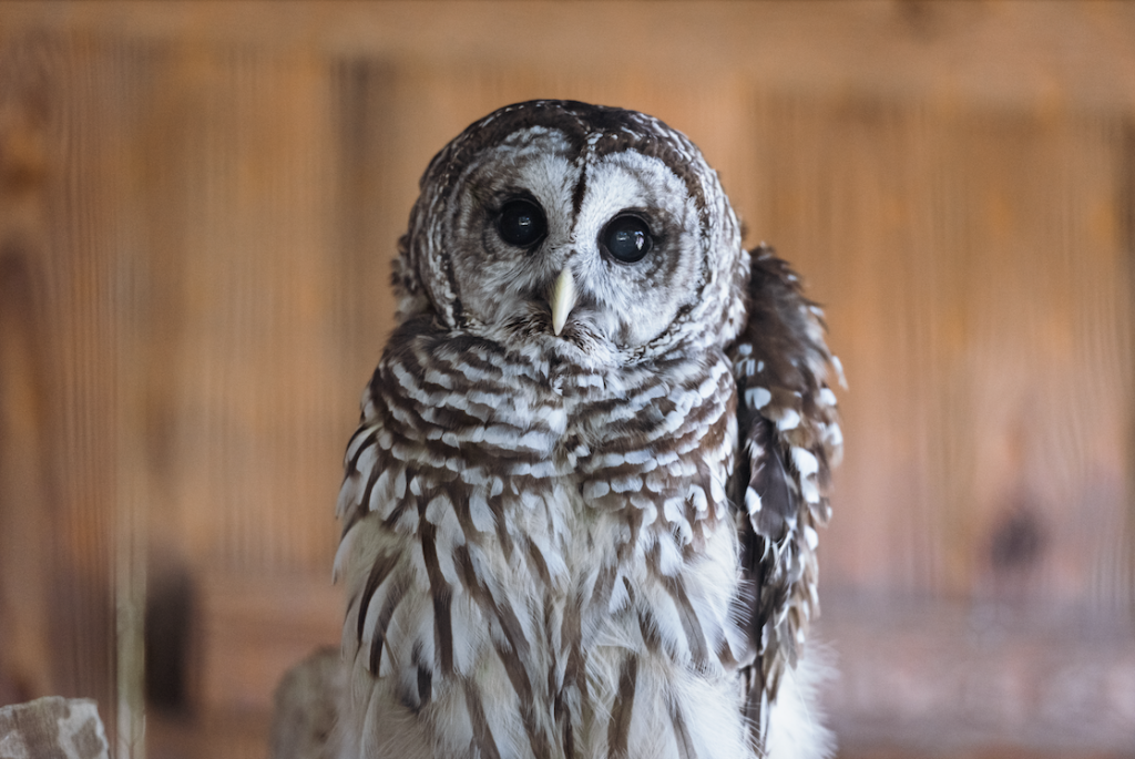 A barred owl with striking black and white plumage stares directly at the camera in Williamson County, Tennessee.