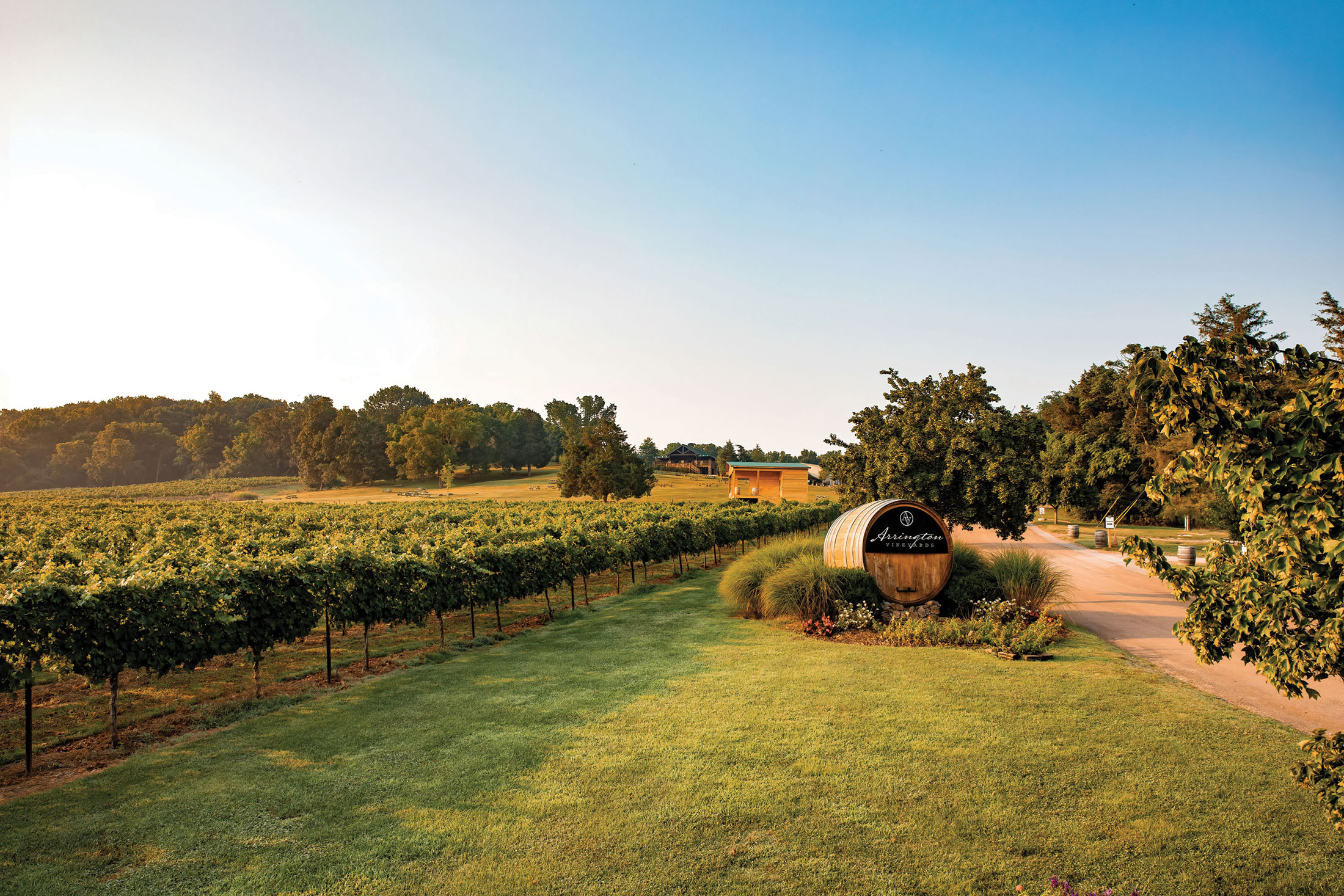 Arrington A picturesque vineyard with lush green rows of grapevines and a wooden barrel sign in Williamson County, Tennessee.