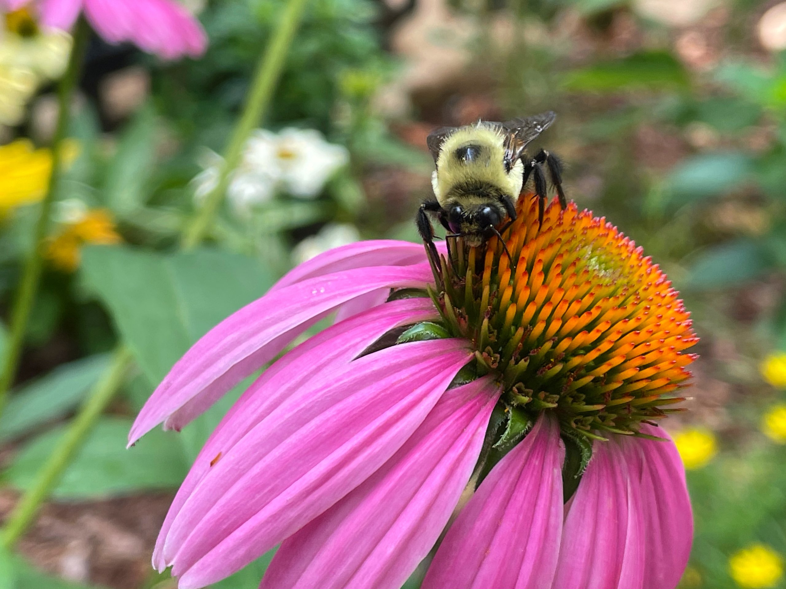 Beekeeping Club | Fall Forage and Final Feeding