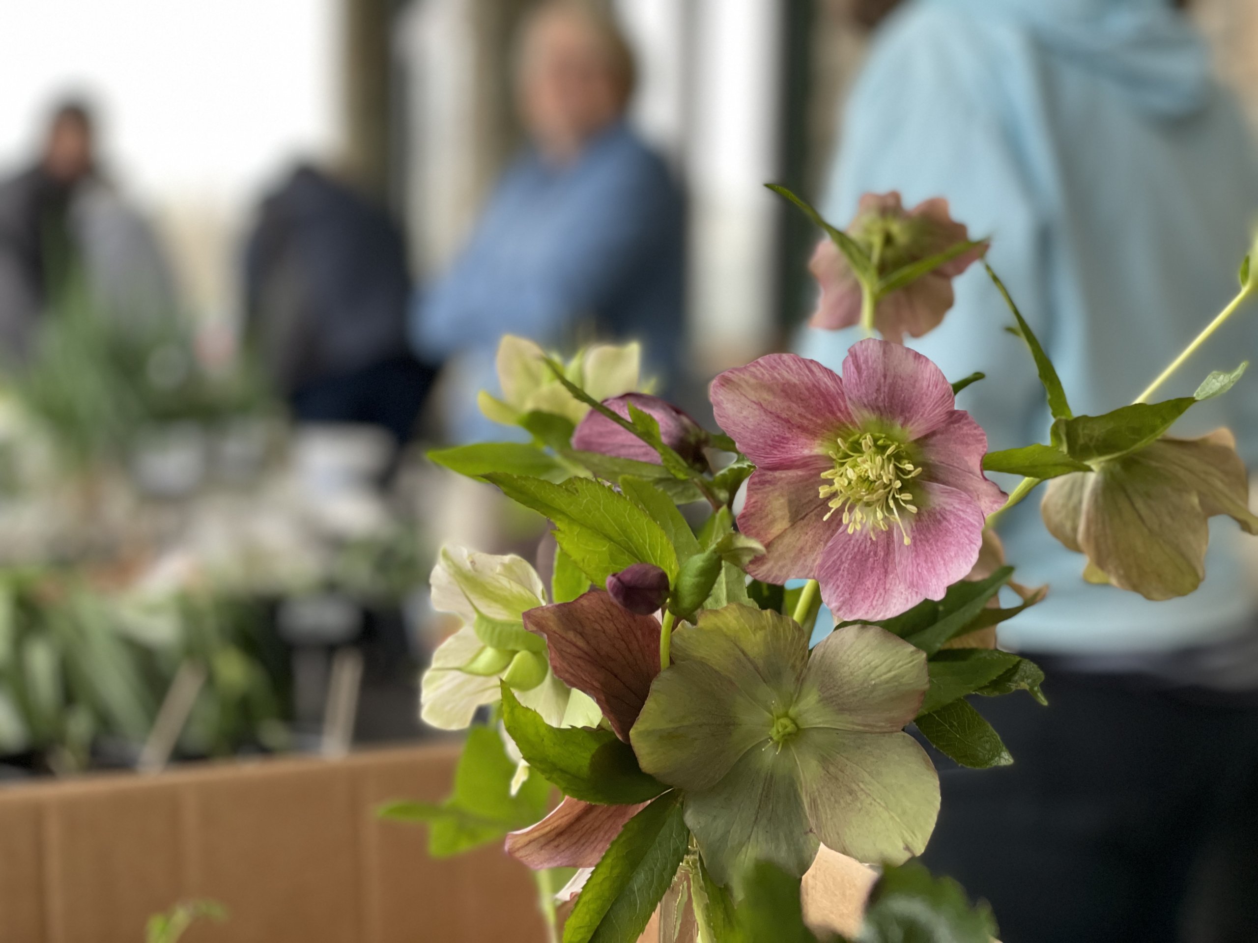 Plant and Seed Swap Plant and Seed Swap