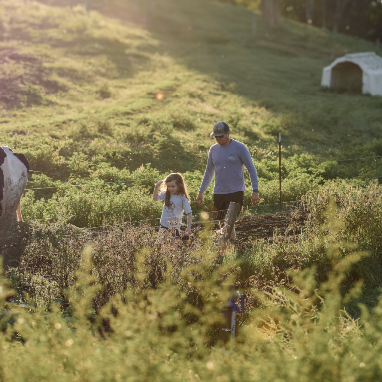A man and child walk through a lush green field with a cow in the background in Williamson County, Tennessee.