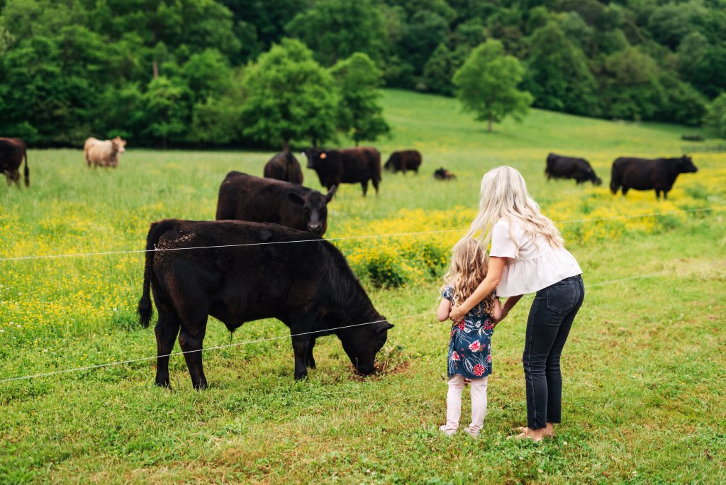 A woman and child observe a herd of black cows grazing in a lush green field dotted with yellow flowers, with a backdrop of dense, verdant trees in Williamson County, Tennessee.