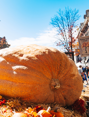 A massive pumpkin, larger than a person, sits on a bed of straw surrounded by autumn leaves and smaller pumpkins in a town square decorated for fall in Williamson County, Tennessee.