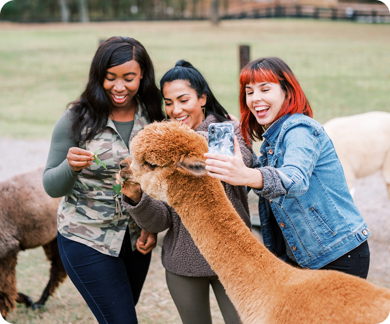 Three women are joyfully interacting with an alpaca in a grassy field, capturing the moment with their smartphones in Williamson County, Tennessee.