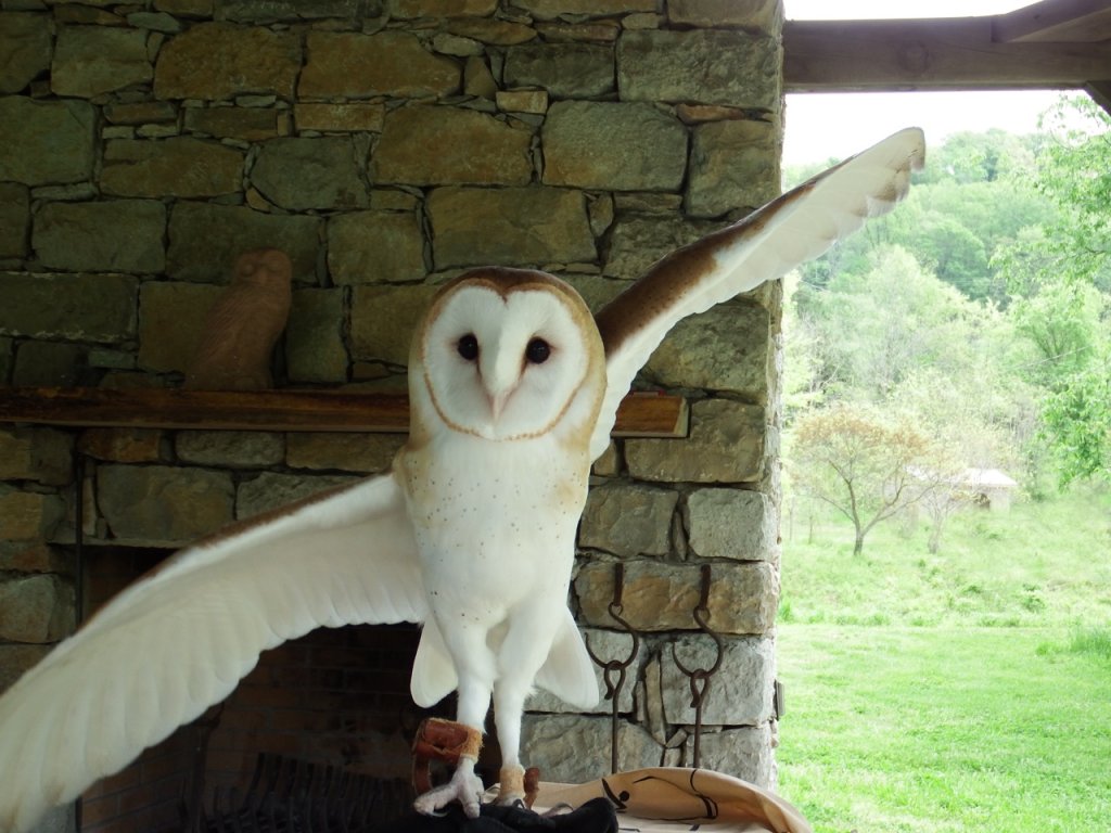 A majestic barn owl with striking white and brown plumage stands proudly on a perch, its wings spread wide against a backdrop of a rustic stone wall and lush greenery in Williamson County, Tennessee.