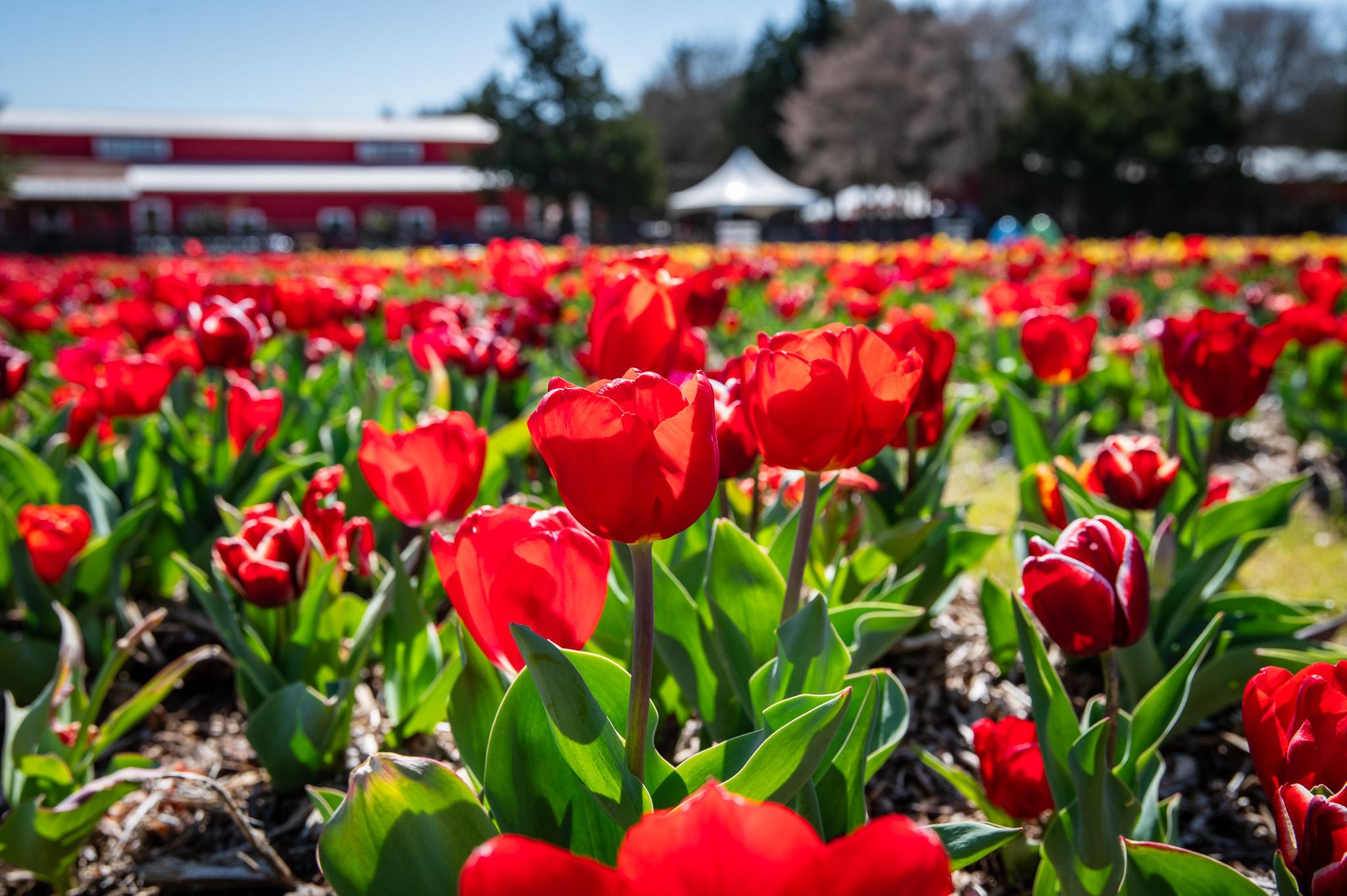 A vibrant field of red tulips in full bloom stretches out under a clear blue sky, with a red barn and green trees in the distance in Williamson County, Tennessee.