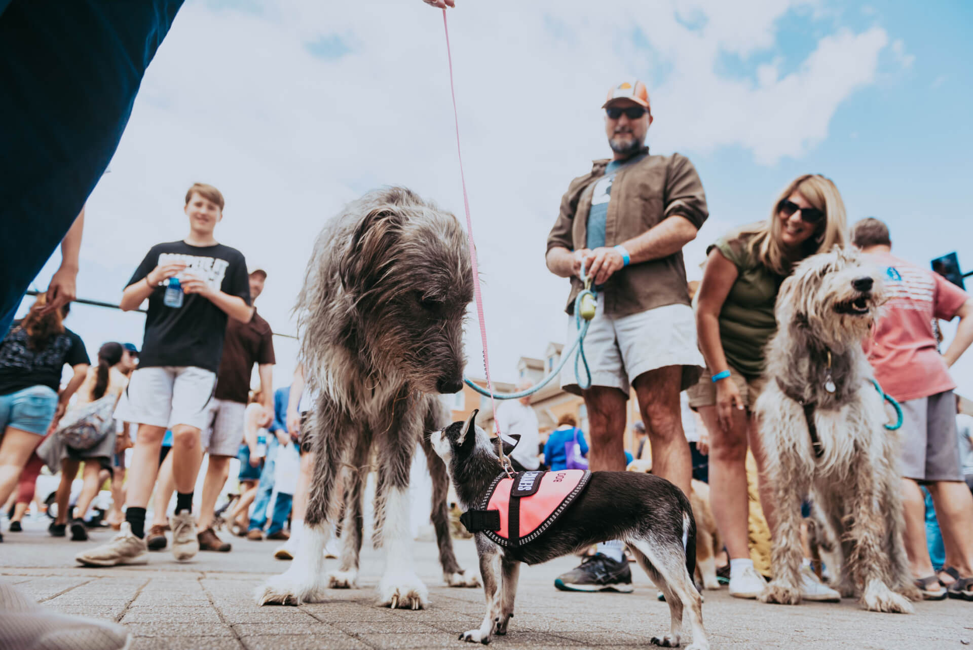 A lively scene unfolds at a dog event, where a diverse crowd of people and their canine companions gather, showcasing a range of dog sizes and breeds, from tiny Chihuahuas to towering Great Danes, all enjoying the sunny day together in Williamson County, Tennessee.