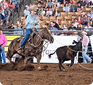 A cowboy on horseback skillfully ropes a calf in a thrilling rodeo event, showcasing his expertise in front of an excited crowd in Williamson County, Tennessee.