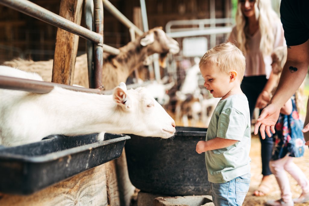 A young child reaches out to touch a white goat in a barn, surrounded by family and other goats in Williamson County, Tennessee.