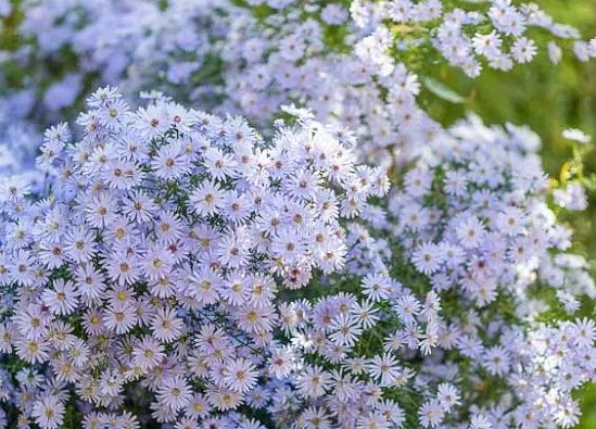 A lush cluster of delicate, pale purple daisy-like flowers with yellow centers in Williamson County, Tennessee.