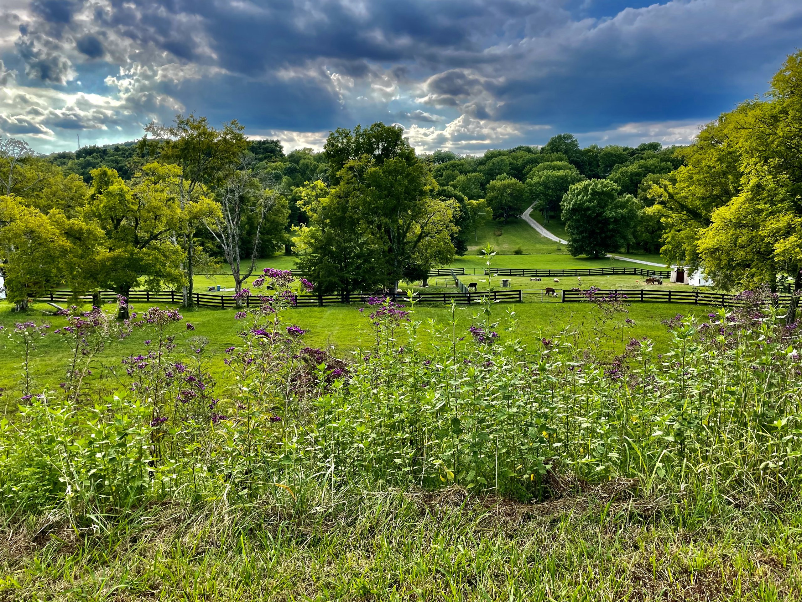 A serene countryside landscape featuring a lush green field dotted with purple wildflowers, bordered by a winding dirt road and a wooden fence, with a backdrop of dense, verdant trees under a dramatic sky filled with billowing clouds in Williamson County, Tennessee.