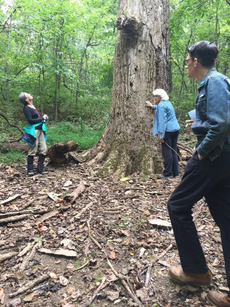 Three individuals stand in a lush forest, one gazing up at the canopy, another touching a massive tree trunk, and the third observing the forest floor, surrounded by fallen leaves and branches in Williamson County, Tennessee.