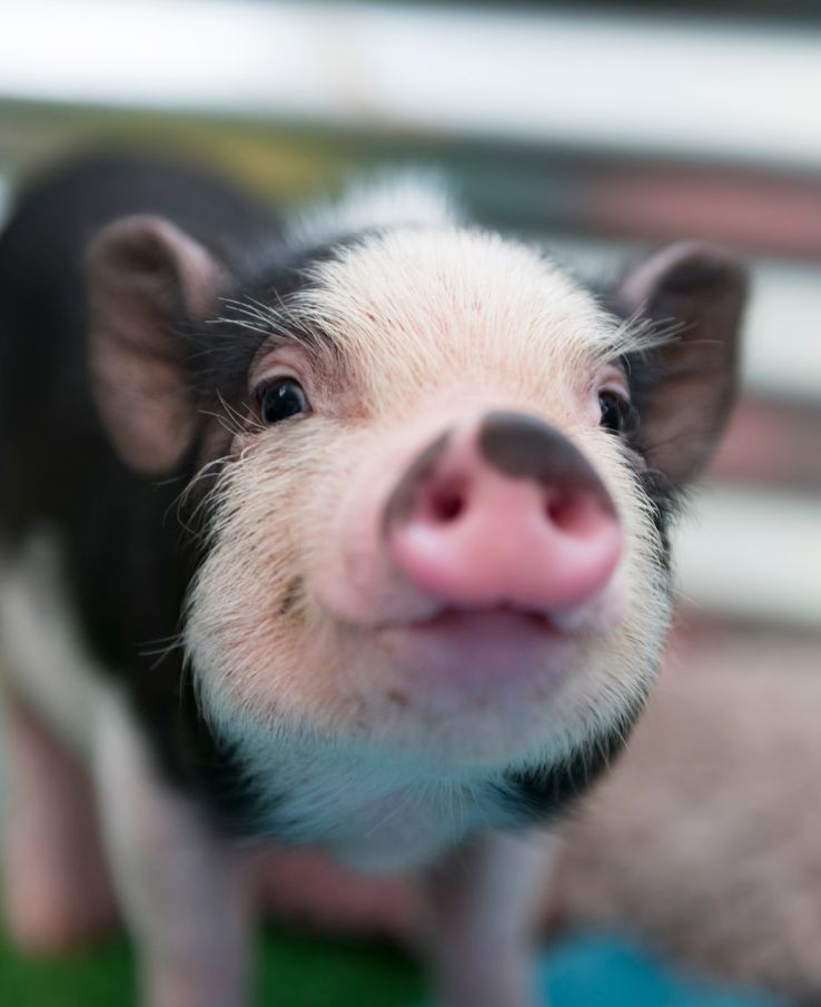 A close-up of a small piglet with a distinctive black and white face, looking directly at the camera with a curious expression in Williamson County, Tennessee.