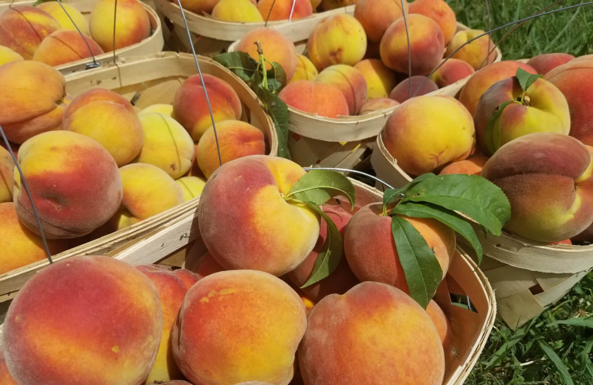 Taste & Tour the Orchard Taste & Tour the Orchard