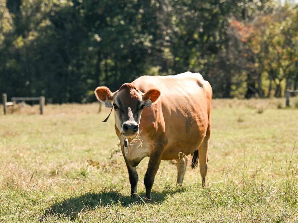 A brown cow with a white patch on its chest stands in a grassy field, looking directly at the camera in Williamson County, Tennessee.