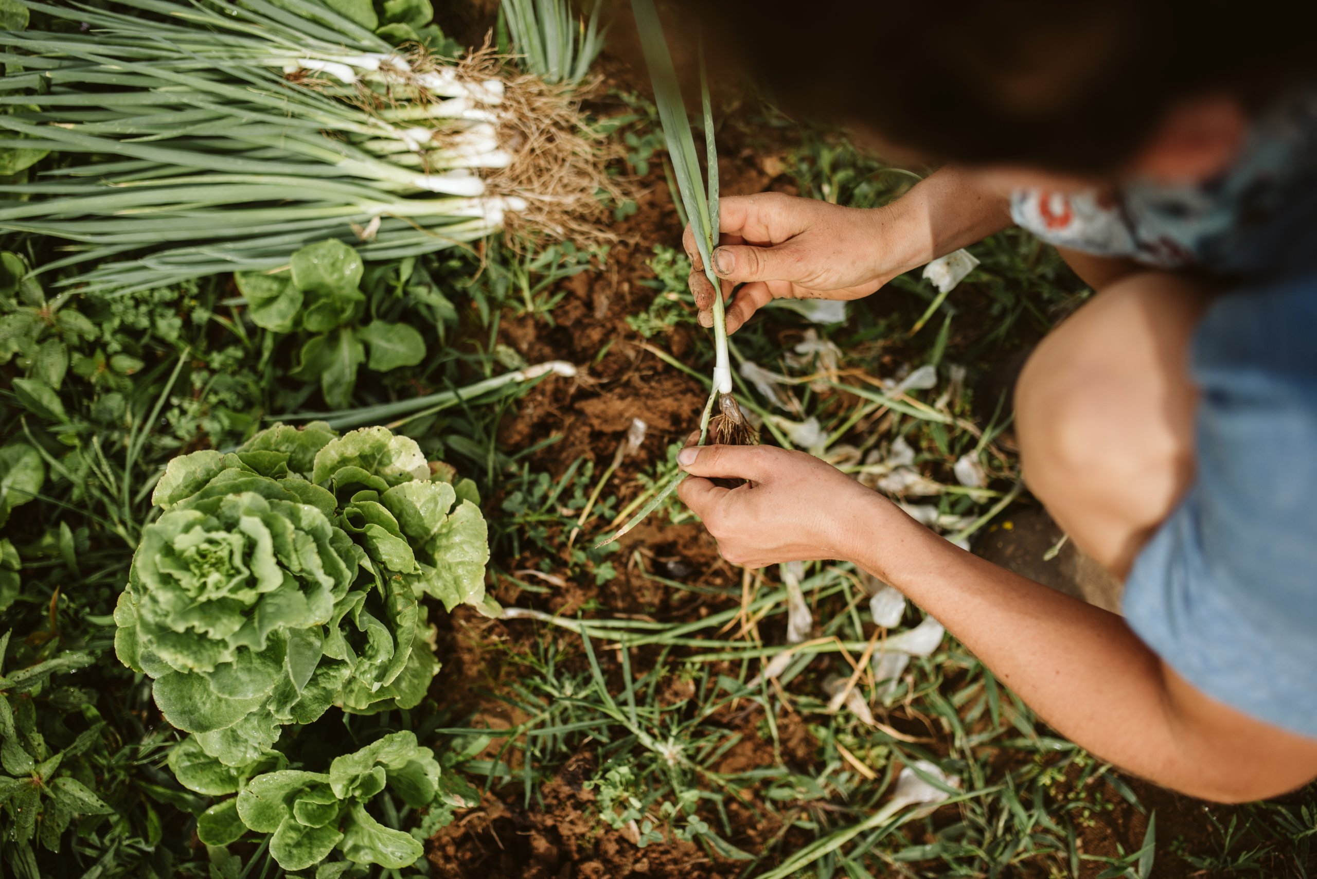 A person is carefully harvesting green onions from a garden bed, surrounded by lush lettuce and other vegetables in Williamson County, Tennessee.